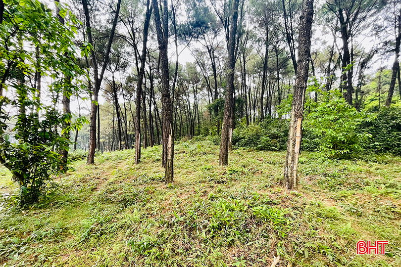 Vườn Quốc gia Vũ Quang được giao quản lý, bảo vệ 57.000 ha rừng và đất lâm nghiệp. IMG_7528 copy.jpg