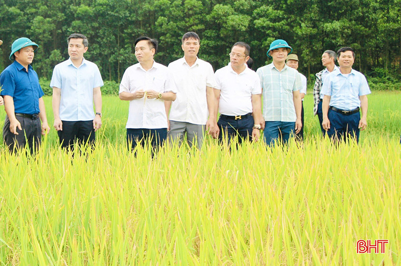 Lãnh đạo huyện Vũ Quang kiểm tra tiến độ thu hoạch tại cánh đồng chuyển đổi ruộng đất thôn Bình Quang. z5452908066548_57cafc355aa8ae1e0e2acc159c689994 copy.jpg