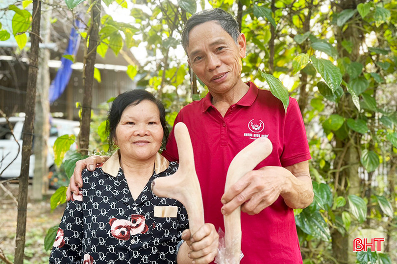 Gia đình ông Trần Hữu Trung (thôn Bình Lý, xã Thạch Bình) phấn khởi vì đàn hươu sinh trưởng tốt, cho lộc nhung đều, đẹp. z5248305292196_b8b33229bb403029ea482e4bfbf31ccc copy.jpg