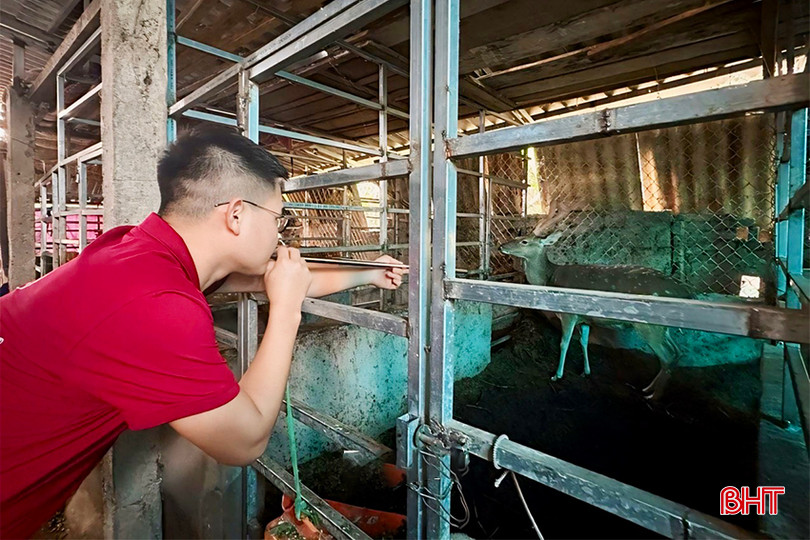 Ngoài bao tiêu sản phẩm, Công ty TNHH SXTM Dịch vụ An Phong còn hỗ trợ bà con xã Thạch Bình cắt nhung hươu. (Trong ảnh: công đoạn bắn thuốc gây mê hươu trước khi cắt nhung). IMG_6598 copy.jpg
