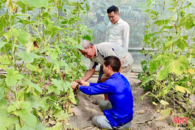 Mô hình trồng dưa lưới của anh Nguyễn Xuân Thuỷ (SN 1997, ở thôn 3, xã Quang Thọ). z5278140133341_161d83f3af30e34e594e8a41e1417a86 (1) copy.jpg
