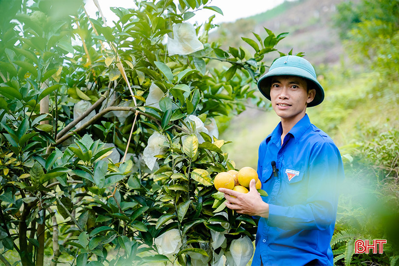 Trên địa bàn xã Quang Thọ hiện có 30 mô hình kinh tế thanh niên cho thu nhập ổn định. (Trong ảnh: từ trồng cam đem về cho anh Đoàn Quốc Bảo, ở thôn 1 hàng trăm triệu đồng mỗi năm). IMG_1552 (2) copy.jpg
