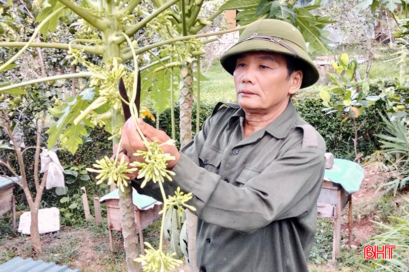 Hoa đu đủ đực được ông Mạnh thu hoạch tại vườn của gia đình. IMG_8827 copy.jpg