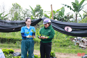 Nguồn cung hụt, giá cây giống keo, tràm tăng cao