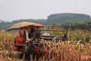 Xem nông dân Hà Tĩnh thu hoạch ngô bằng máy gặt lúa liên hợp