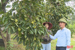 Nâng cao thu nhập từ trồng hồng vuông