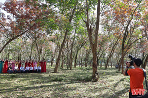 Vẻ đẹp rừng cao su mùa thay lá