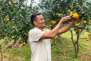  “Neo” đặc sản cam chanh chờ Tết, nhà vườn ở Hà Tĩnh kỳ vọng thu tiền tỷ