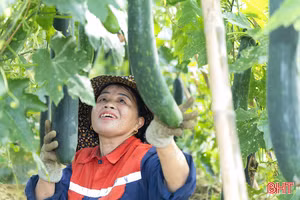 Mướt mắt trên đồng bí xanh hữu cơ ở Thạch Lạc