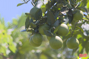  Đồng Lộc - miền trải nghiệm xanh