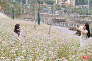 Ngắm hoa tam giác mạch giữa đại ngàn Vũ Quang