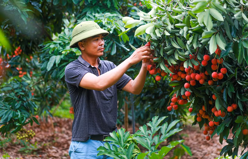 Lục Ngạn mùa vải chín: Phiên chợ rực rỡ sắc đỏ