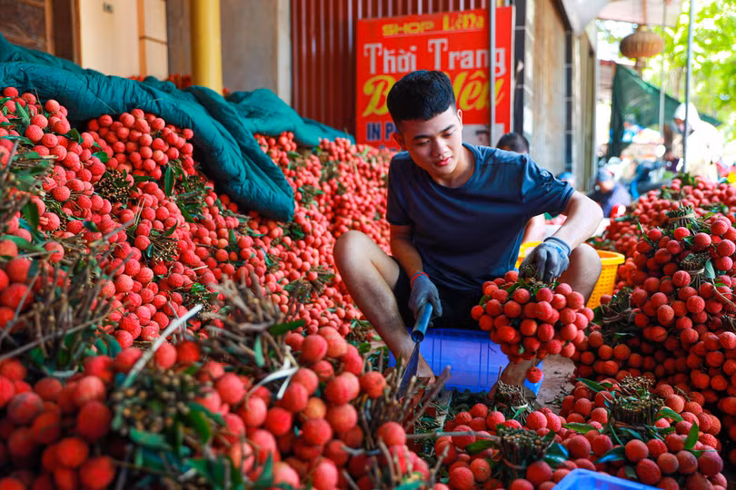 Lục Ngạn mùa vải chín: Phiên chợ rực rỡ sắc đỏ