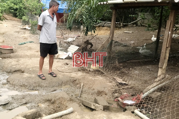 Bị “trâu điên” húc thủng bụng, một phụ nữ tử vong