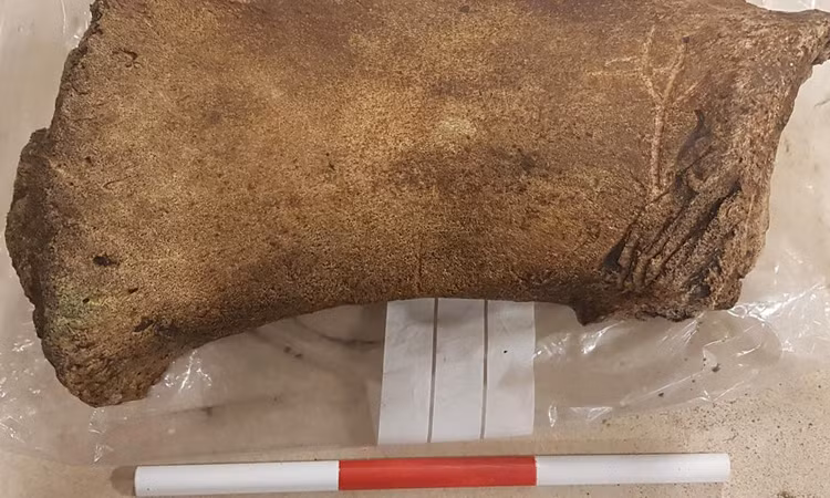 Xương cá nhà táng 800 năm tuổi vùi dưới lòng đất