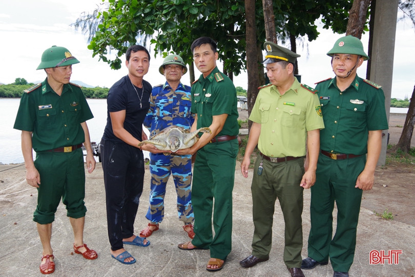 Thả cá thể đồi mồi quý hiếm về với môi trường tự nhiên