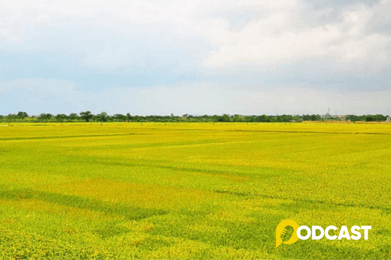 Podcats tản văn: Cánh đồng tháng sáu gọi về