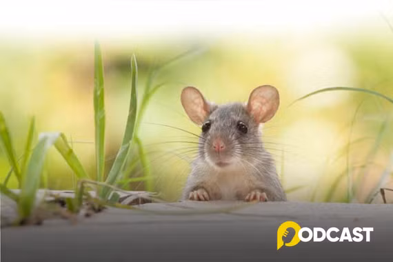 Podcast truyện ngắn: Tôi là Chuột Nhắt