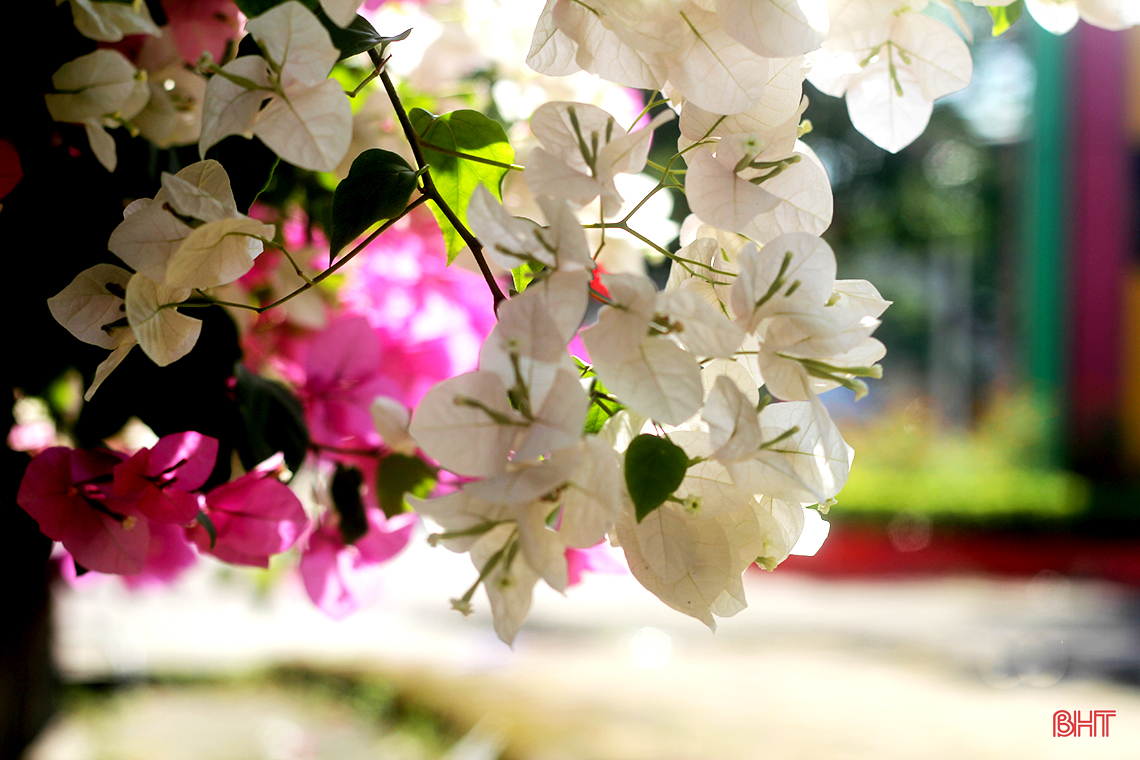 ngam hoa giay dep mong manh thon thuc giua nang he