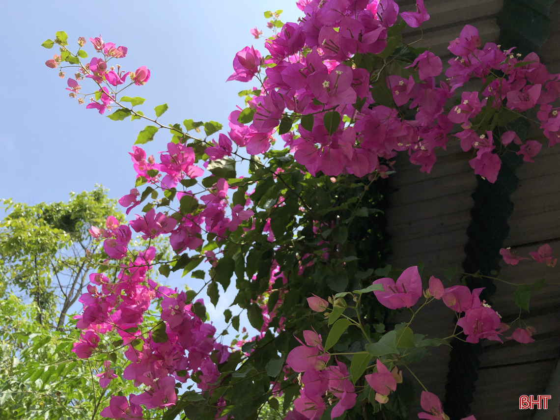 ngam hoa giay dep mong manh thon thuc giua nang he