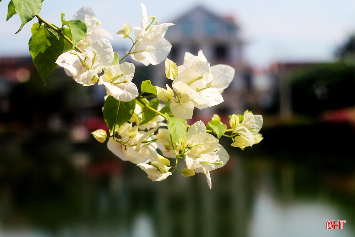 ngam hoa giay dep mong manh thon thuc giua nang he