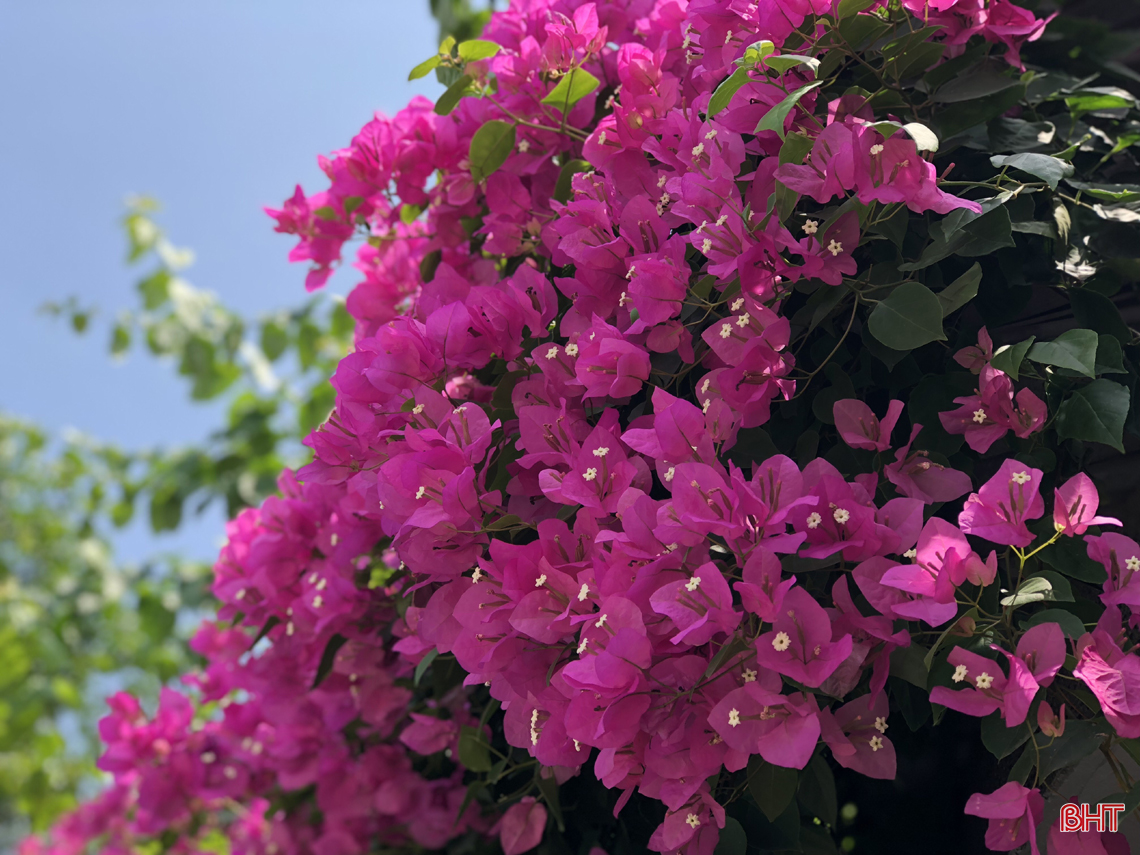 ngam hoa giay dep mong manh thon thuc giua nang he