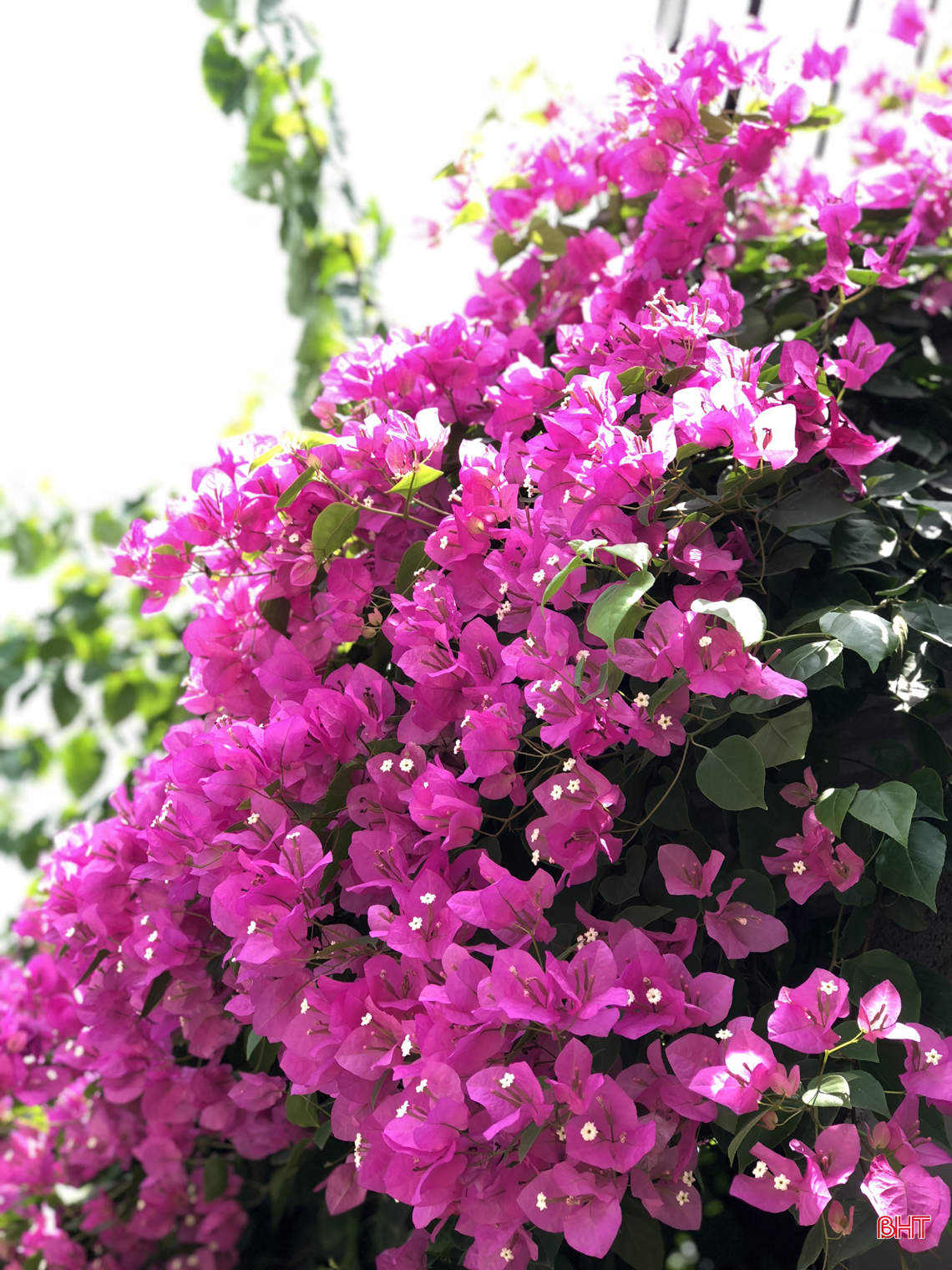 ngam hoa giay dep mong manh thon thuc giua nang he