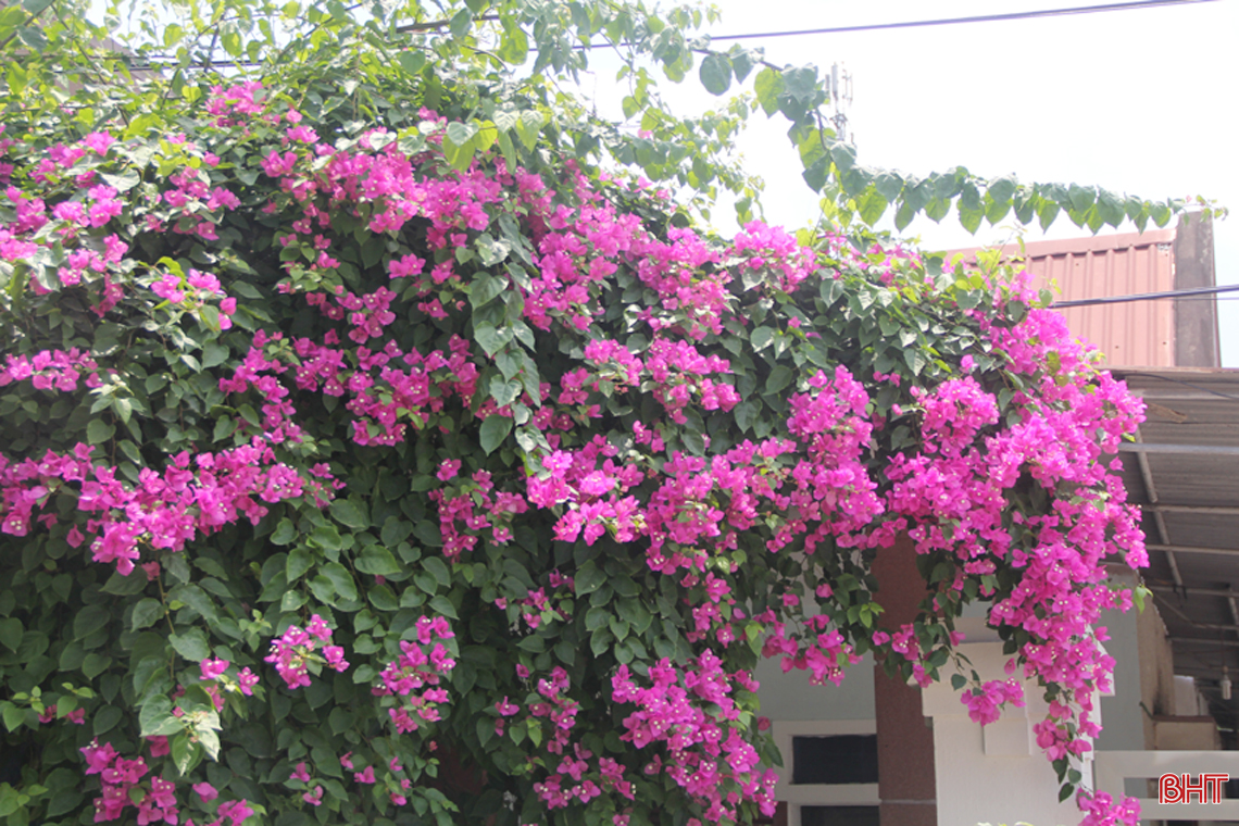 ngam hoa giay dep mong manh thon thuc giua nang he