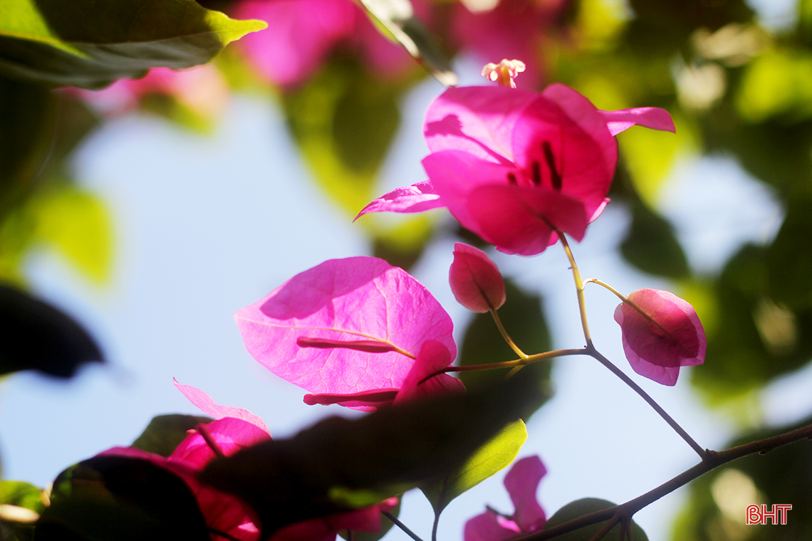 ngam hoa giay dep mong manh thon thuc giua nang he