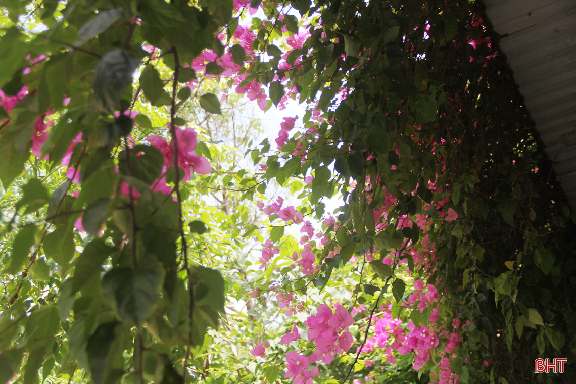 ngam hoa giay dep mong manh thon thuc giua nang he