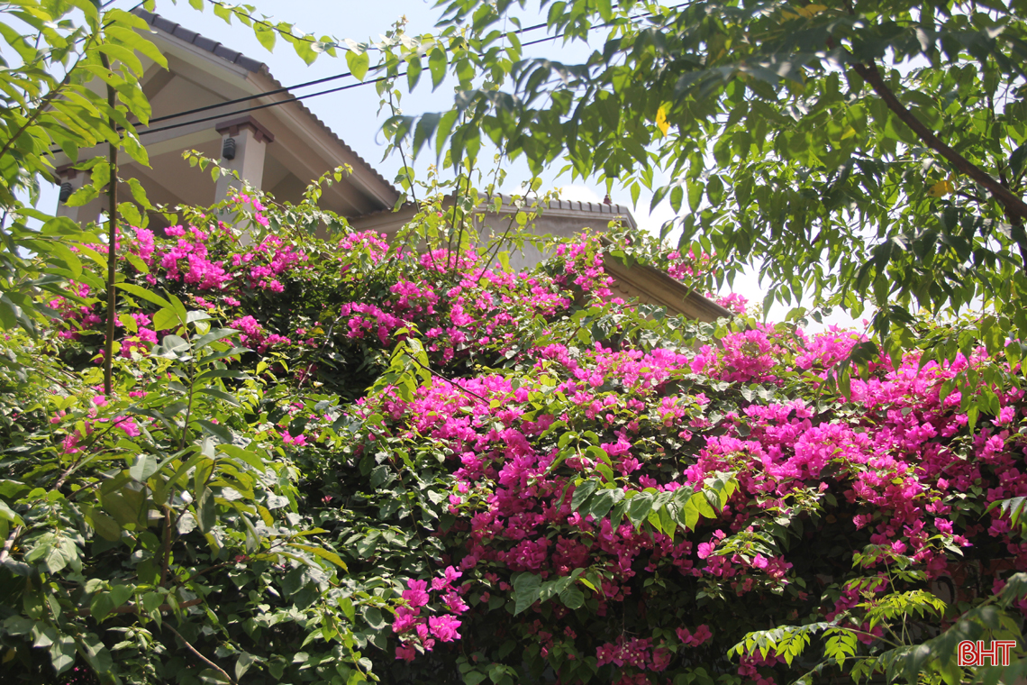 ngam hoa giay dep mong manh thon thuc giua nang he