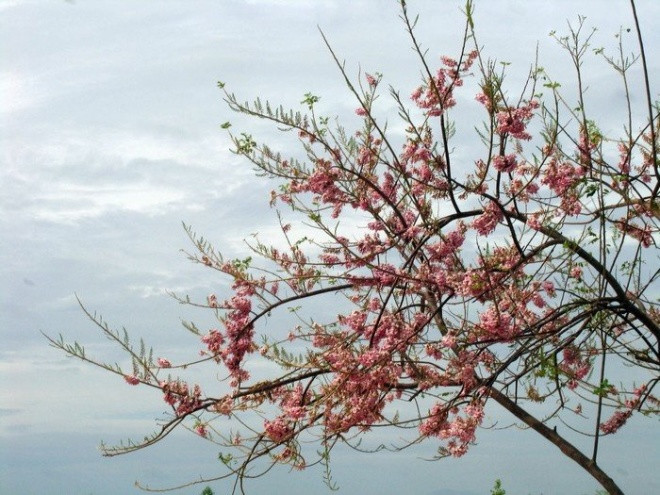 ba loai hoa thang 1 goi khach len duong