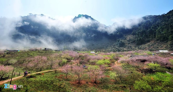 anh dep hoa xuan tren cac mien to quoc