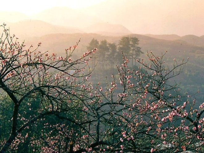 ba loai hoa thang 1 goi khach len duong