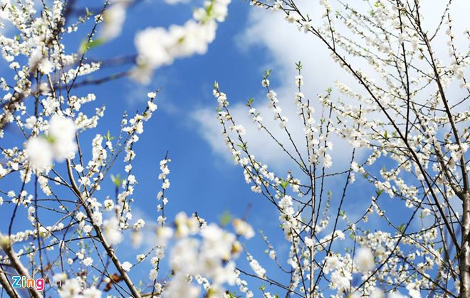 anh dep hoa xuan tren cac mien to quoc