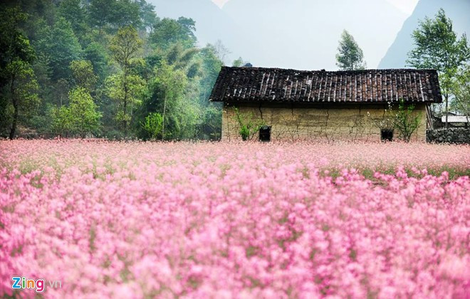 anh dep hoa xuan tren cac mien to quoc
