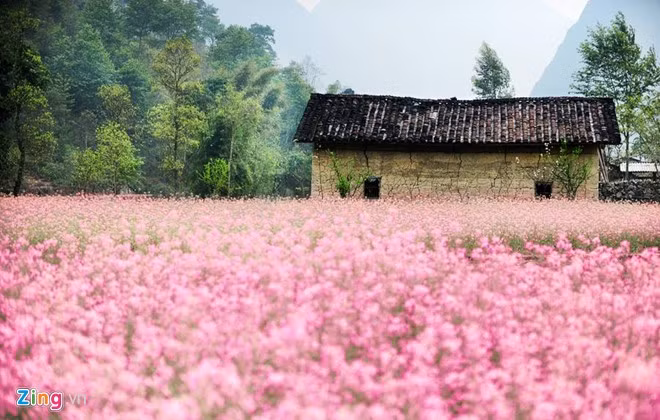 anh dep hoa xuan tren cac mien to quoc