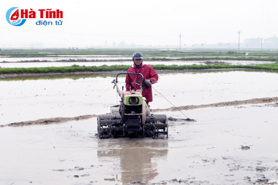 day manh gieo cay lua xuan dung tien do dam bao quy trinh