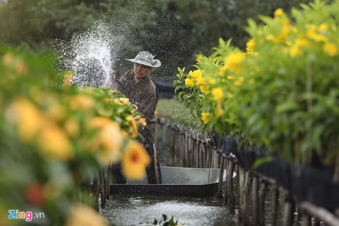 anh dep hoa xuan tren cac mien to quoc