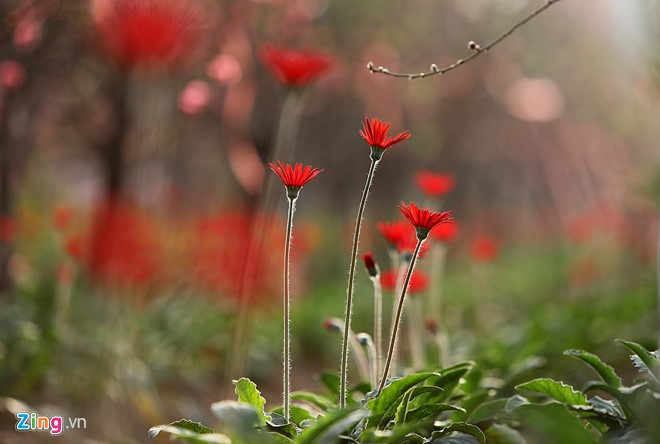 anh dep hoa xuan tren cac mien to quoc