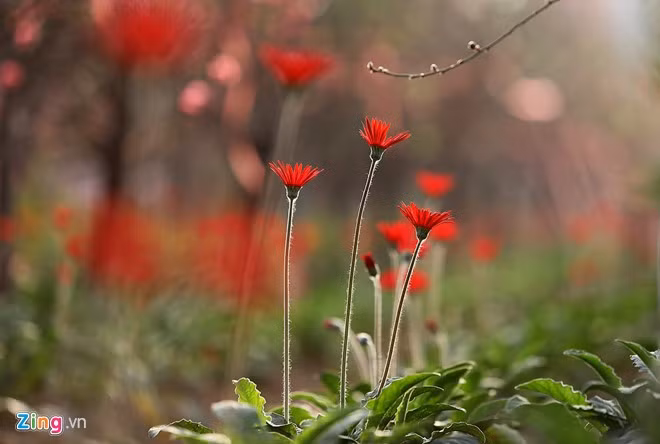 anh dep hoa xuan tren cac mien to quoc