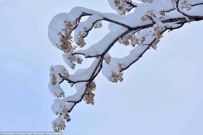 tuyet phu trang sa mac sahara