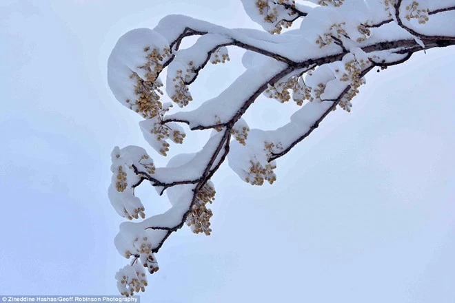 tuyet phu trang sa mac sahara