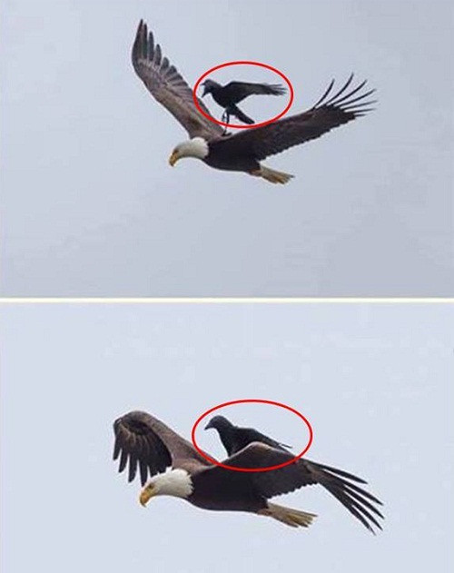 10 anh hai hot nhat facebook trong ngay