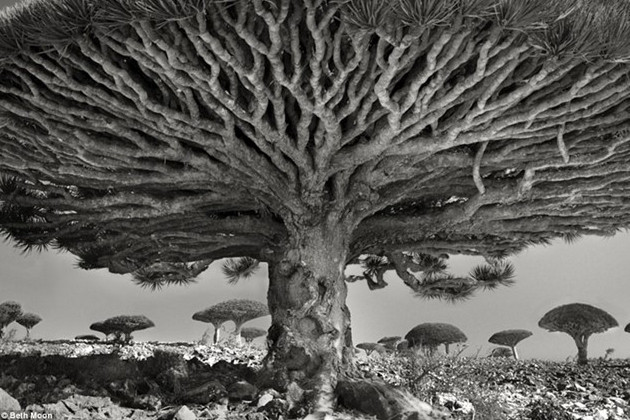 hinh anh ma mi ve nhung loai cay gia nhat the gioi