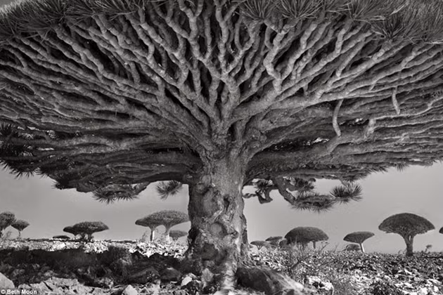 hinh anh ma mi ve nhung loai cay gia nhat the gioi