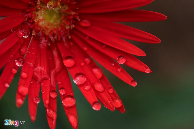 anh dep hoa xuan tren cac mien to quoc