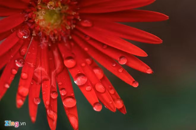 anh dep hoa xuan tren cac mien to quoc