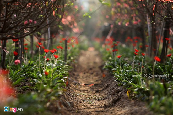 anh dep hoa xuan tren cac mien to quoc