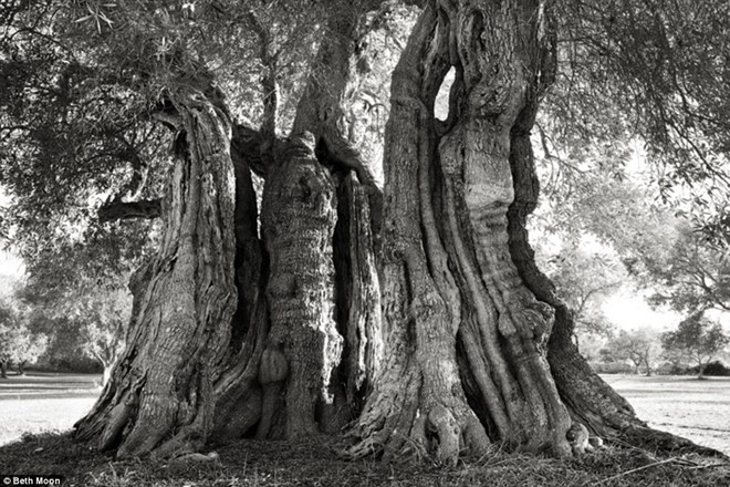 hinh anh ma mi ve nhung loai cay gia nhat the gioi